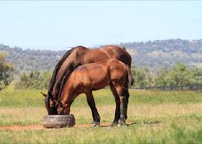 mare-and-foal